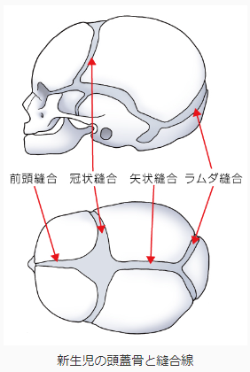 赤ちゃんの頭蓋骨の形